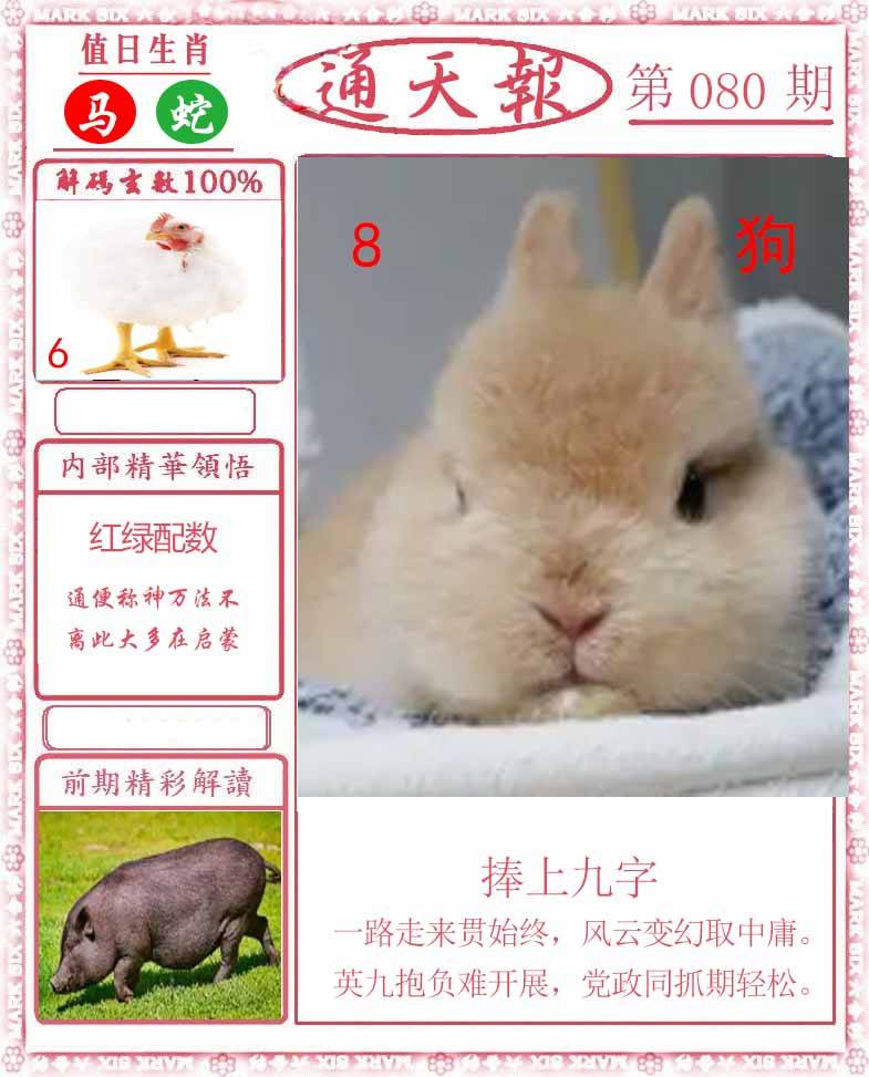 正版通天报
