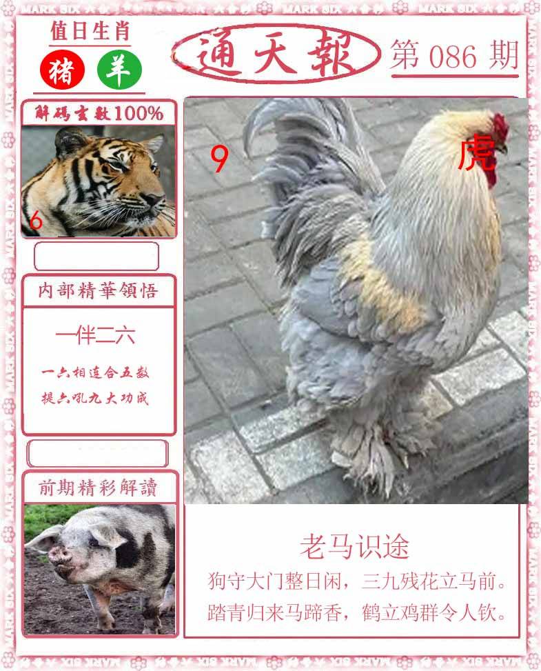 正版通天报