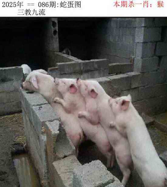 正版蛇蛋图