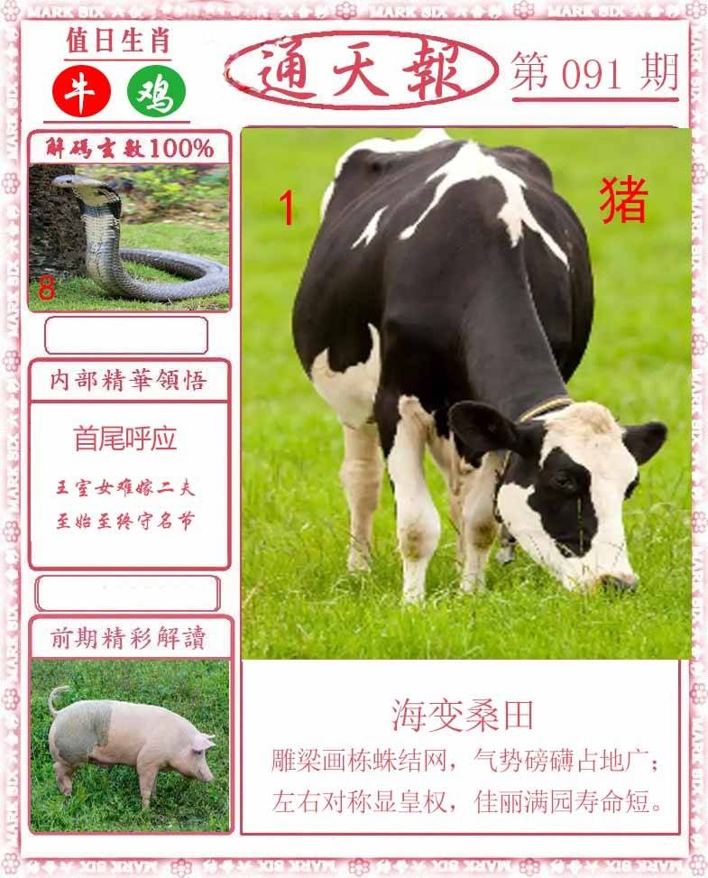 正版通天报